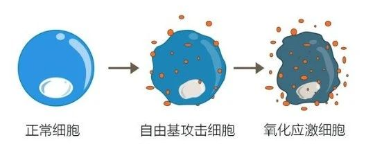 黑马！提高卵子质量全靠它！