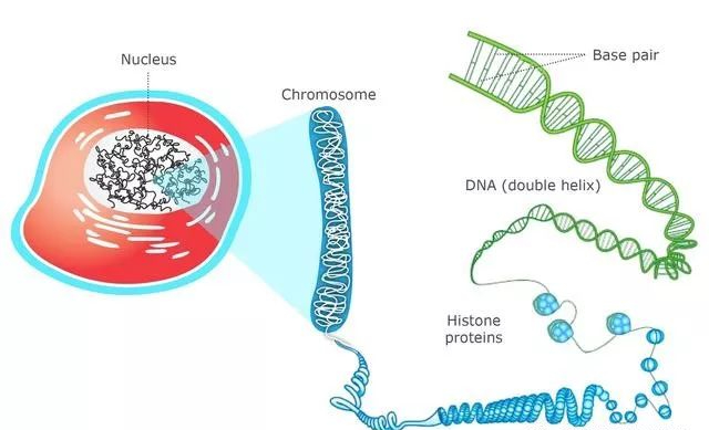 孕期做无创DNA可别胡乱做，搞不清这些问题等于白做！