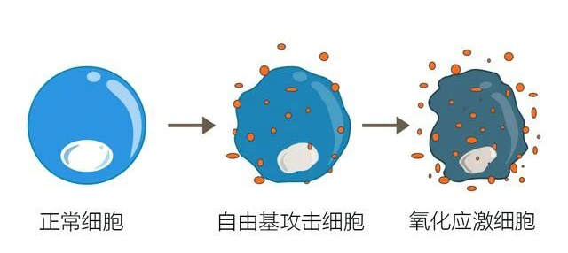 要想卵泡质量好，这个关键因素少不了！