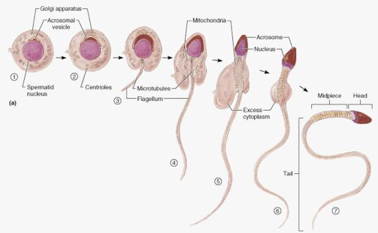 养出"高档次"精子，好孕up!up!up!