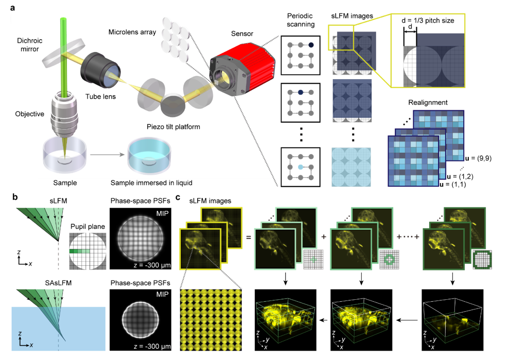 前沿进展 | 多焦点光场显微成像技术的图2