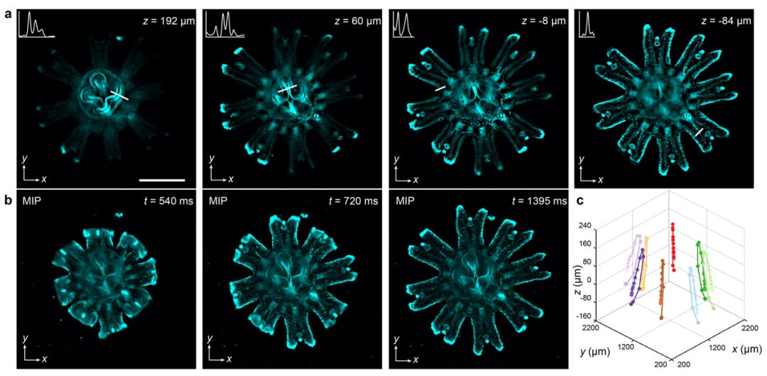 前沿进展 | 多焦点光场显微成像技术的图4