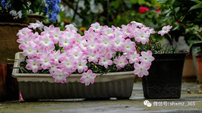 BE药片治什么作用过期药片不要扔，碾碎浇花效果好，根系发达不黄叶，开花特别旺_https://www.jmylbn.com_新闻资讯_第9张