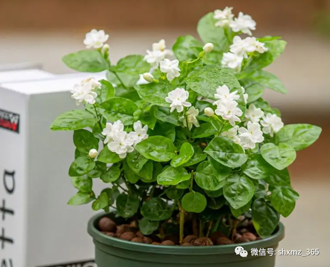 BE药片治什么作用过期药片不要扔，碾碎浇花效果好，根系发达不黄叶，开花特别旺_https://www.jmylbn.com_新闻资讯_第7张