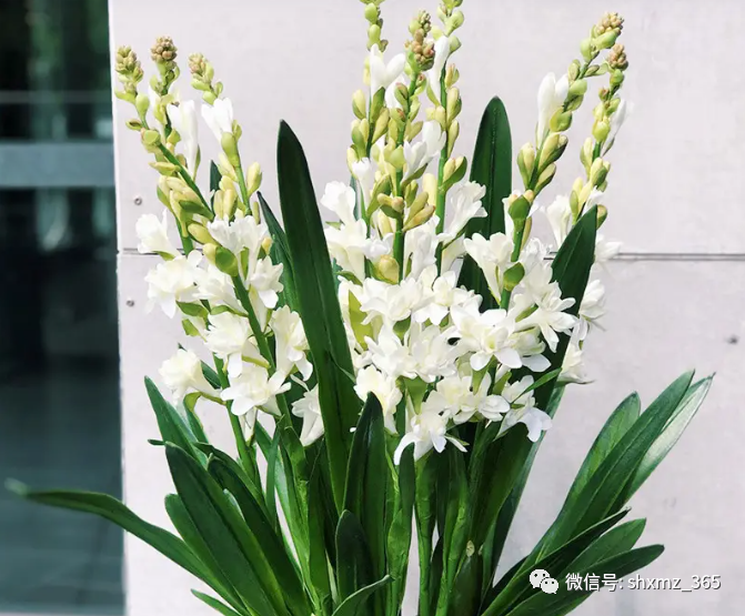 BE药片治什么作用过期药片不要扔，碾碎浇花效果好，根系发达不黄叶，开花特别旺_https://www.jmylbn.com_新闻资讯_第8张