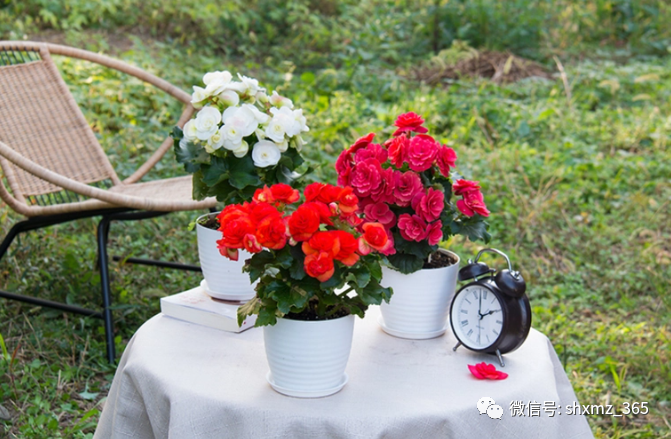 BE药片治什么作用过期药片不要扔，碾碎浇花效果好，根系发达不黄叶，开花特别旺_https://www.jmylbn.com_新闻资讯_第4张