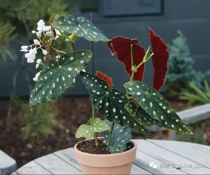 BE药片治什么作用过期药片不要扔，碾碎浇花效果好，根系发达不黄叶，开花特别旺_https://www.jmylbn.com_新闻资讯_第3张