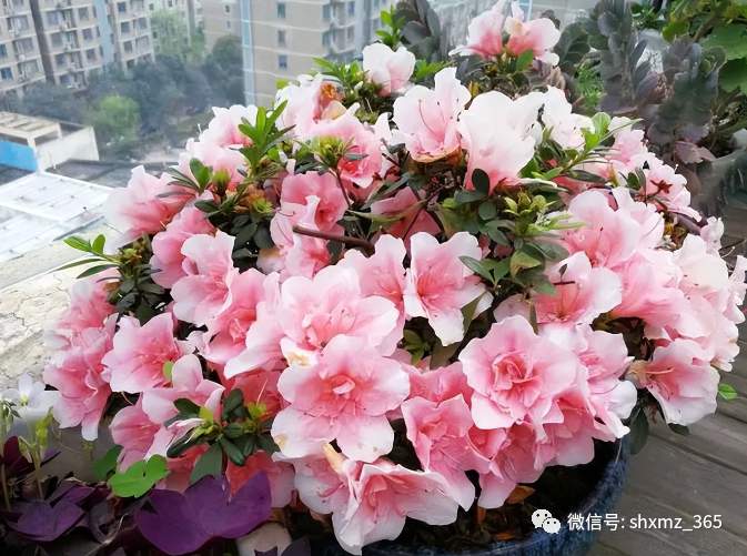 BE药片治什么作用过期药片不要扔，碾碎浇花效果好，根系发达不黄叶，开花特别旺_https://www.jmylbn.com_新闻资讯_第6张