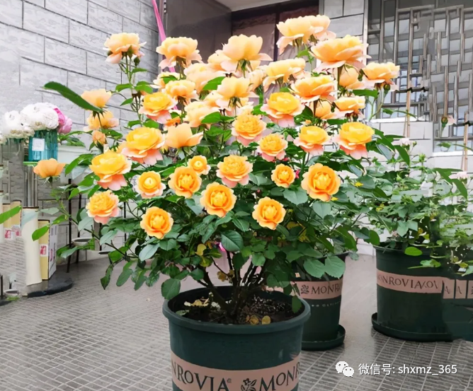 BE药片治什么作用过期药片不要扔，碾碎浇花效果好，根系发达不黄叶，开花特别旺_https://www.jmylbn.com_新闻资讯_第5张