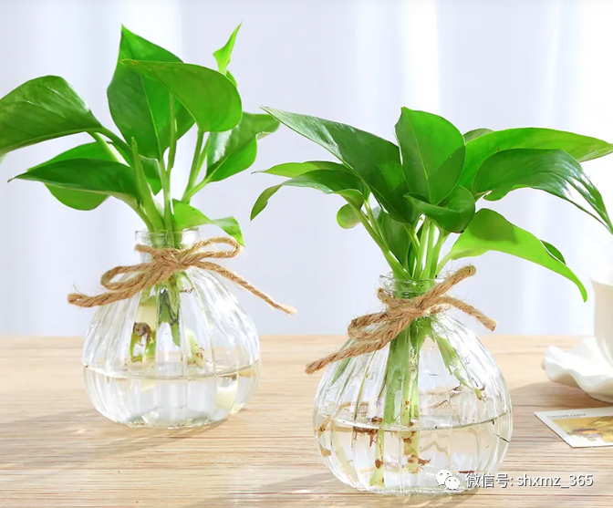 BE药片治什么作用过期药片不要扔，碾碎浇花效果好，根系发达不黄叶，开花特别旺_https://www.jmylbn.com_新闻资讯_第2张