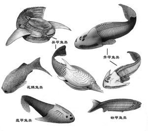 3 6亿年前灭绝的鱼 有一部分变成了人类 新周刊 微信公众号文章阅读 Wemp