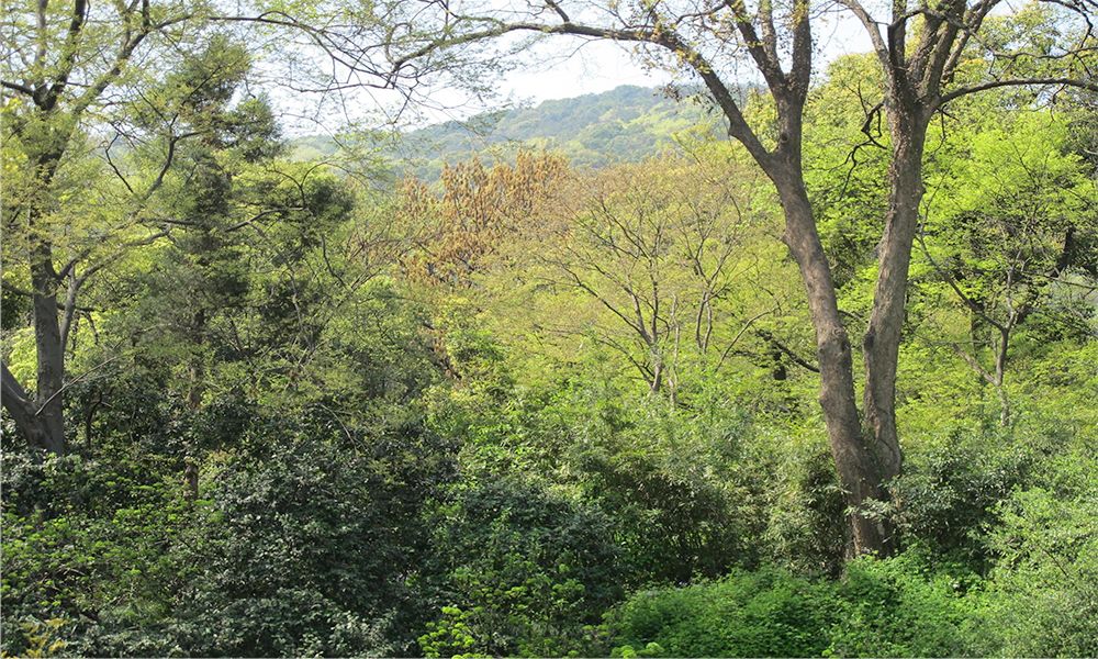 寄畅园平面图_寄畅园50景图_寄畅园平面布局图