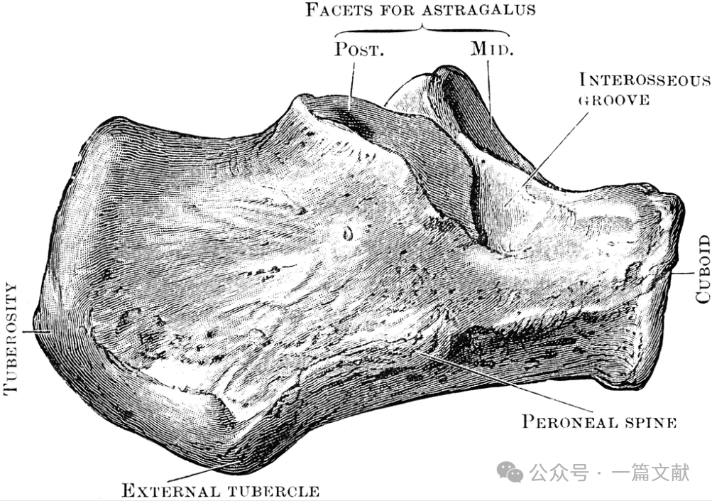 跟骨骨折内固定术中透视技巧