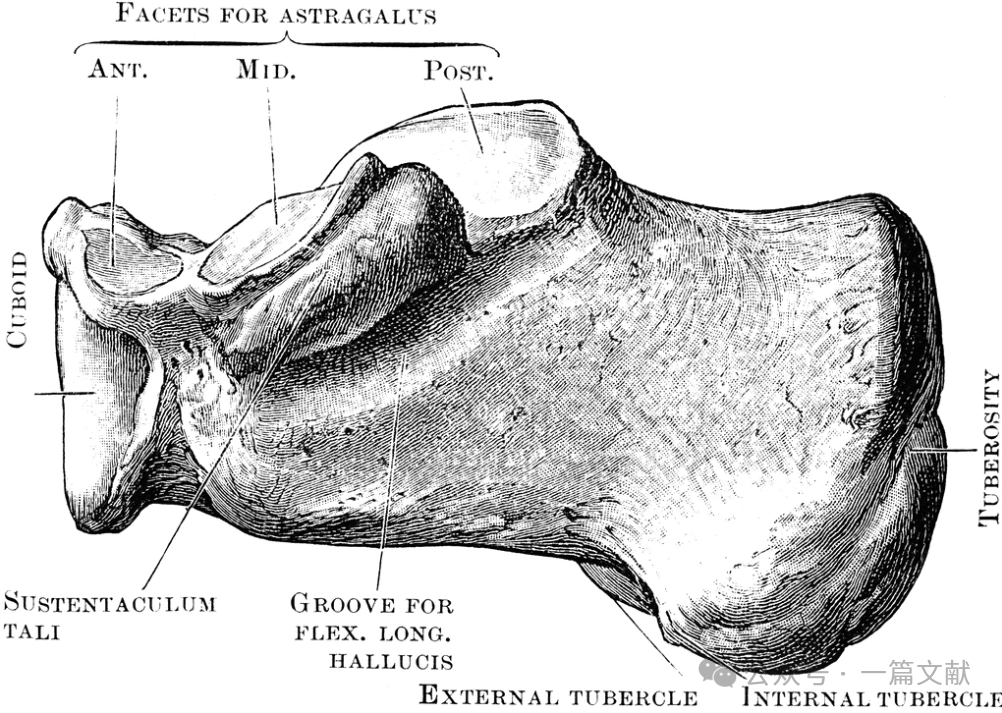 跟骨骨折内固定术中透视技巧