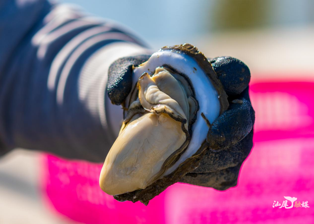 撒贝宁老师都称“没吃过 白活了”的汕尾生蚝图片  陈茂辛 摄