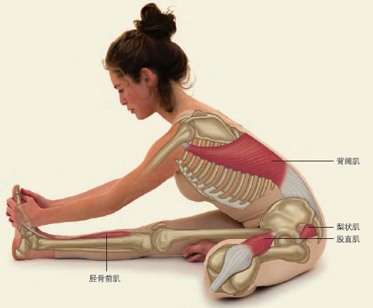 膎绳肌较紧,可以弯曲膝盖或在下方垫一张毯子以坐姿开始,双腿向前伸