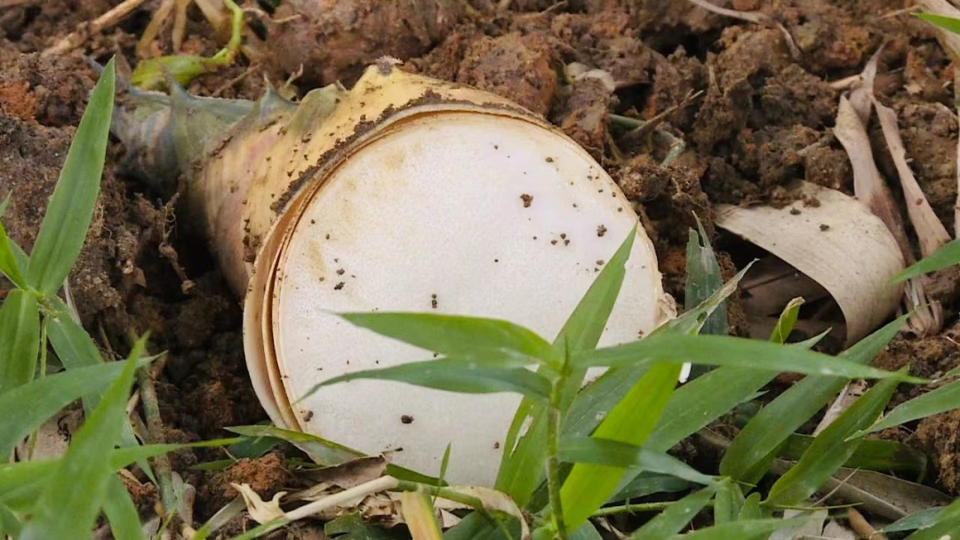 四会白沙笋,是来自大自然的珍贵馈赠--肇房网