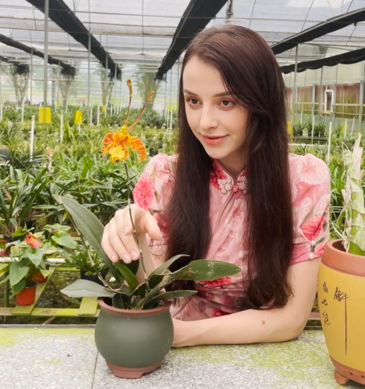 父爱如兰四会兰花香飘四方外国友人都为它打call