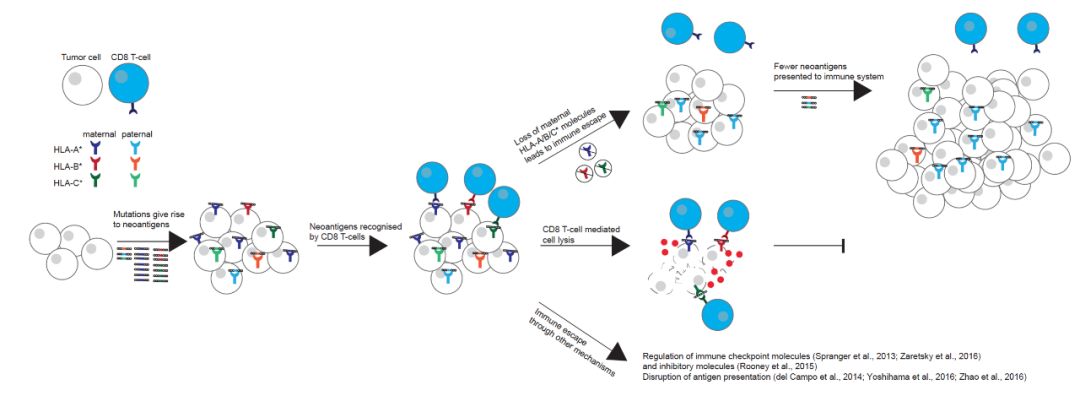 PD-1/PD-L1/CTLA-4Ʒӱ־ȫ