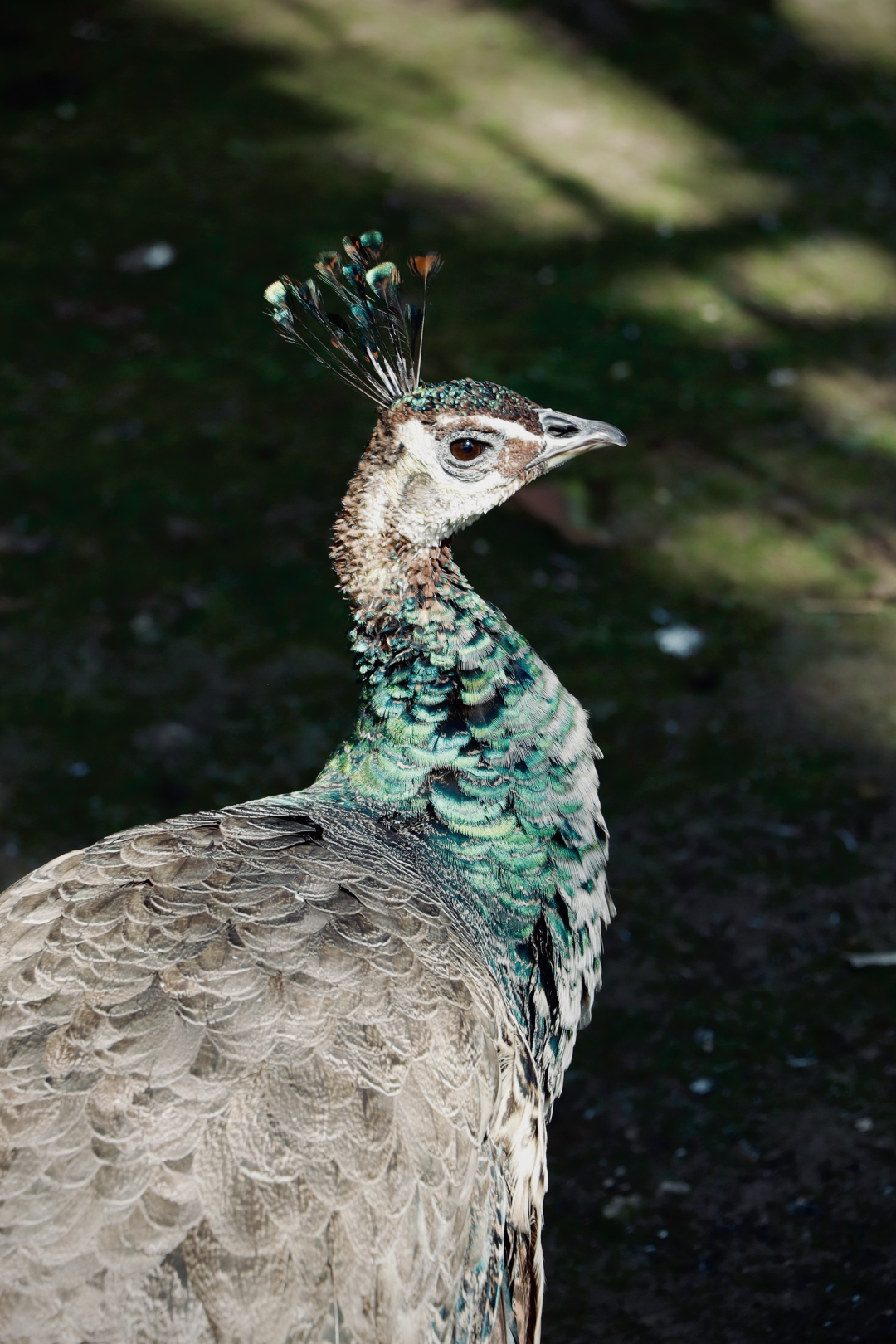 ��ʮ���조���ı�����Ӱ����Բ���չ� �� 1 ��