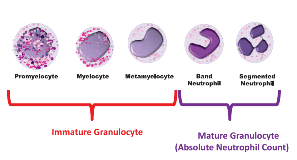 为什么要做尿液分析仪临检常规项目专题 ｜ 血液、尿液常规检验——最熟悉的陌生人_https://www.jmylbn.com_新闻资讯_第3张