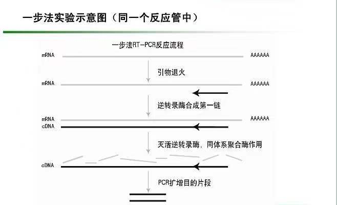 脱氧核糖核苷酸和脱氧核糖核酸