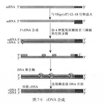 脱氧核糖核苷酸和脱氧核糖核酸