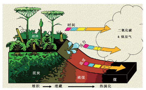 这种说法是有道理的,但煤炭种类及形成过程还有待进一步去探秘