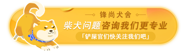豆柴一般哪里能买到啊 豆柴怎么挑选 品相好点价位是多少呢 宠物新鲜事