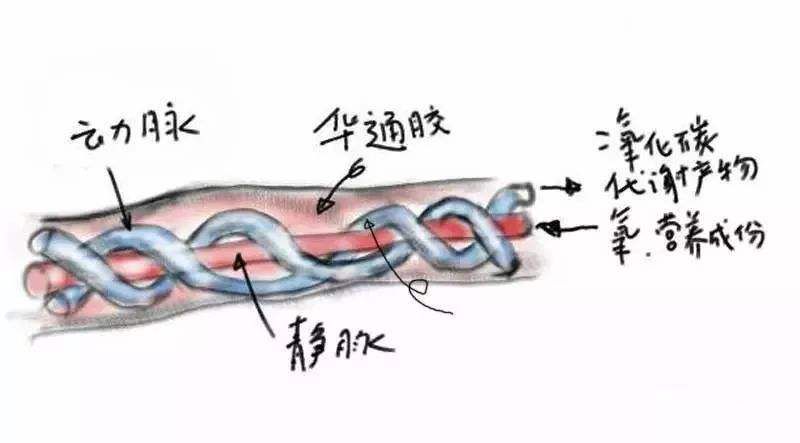 寶寶 38 周沒了心跳，只因沒做好這件事情…… 親子 第5張