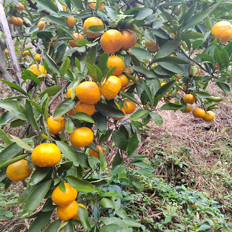 致富种植创业项目_致富经种植_致富种植什么比较赚大钱