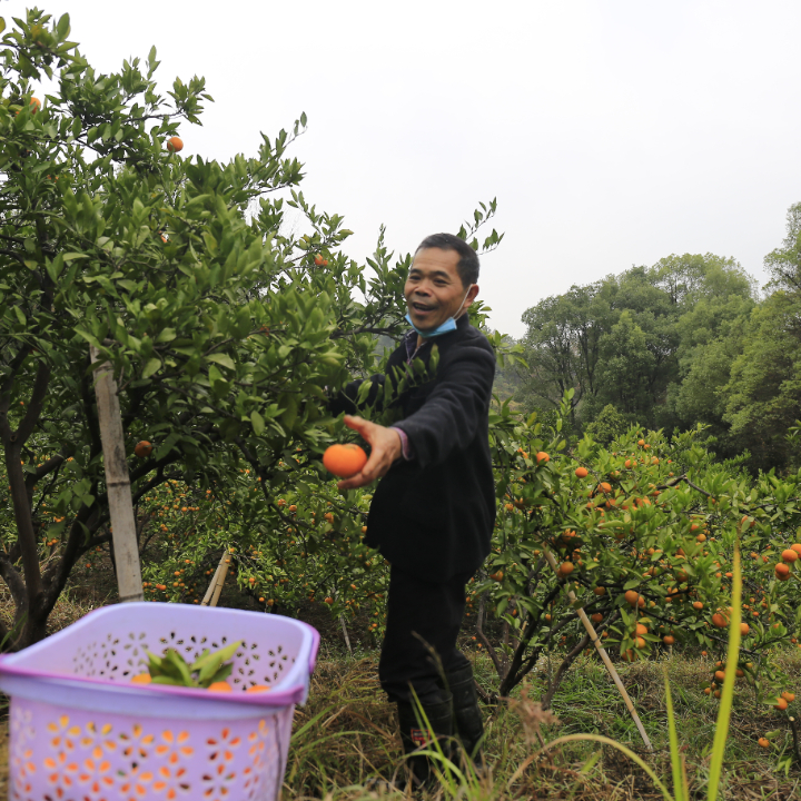 致富种植什么比较赚大钱_致富种植创业项目_致富经种植