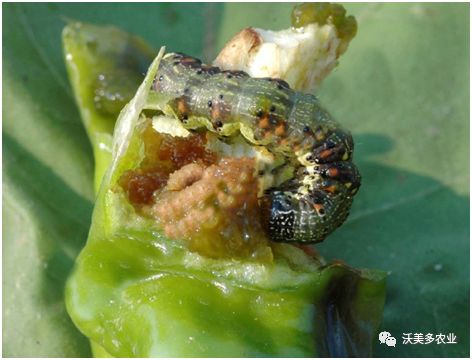 病虫草害 辣椒烟青虫 沃美多农业 微信公众号文章阅读 Wemp
