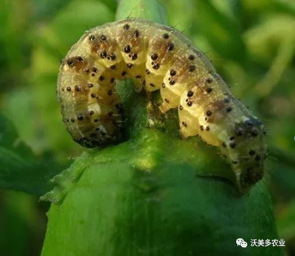病虫草害 辣椒烟青虫 沃美多农业 微信公众号文章阅读 Wemp