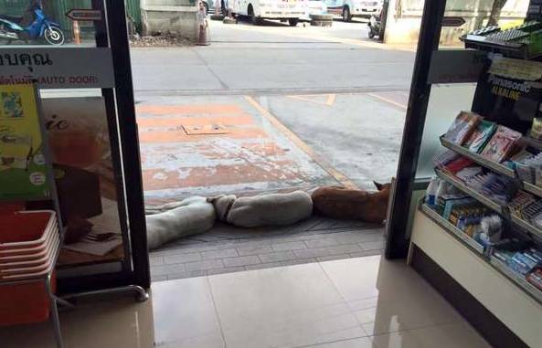 為了讓更多人接受流浪狗，泰國政府想出了這樣一個辦法！ 萌寵 第4張