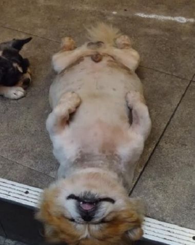 流浪狗在店铺门口仰头大睡 顾客 麻烦能让一下嘛 狗与爱的世界 微信公众号文章阅读 Wemp