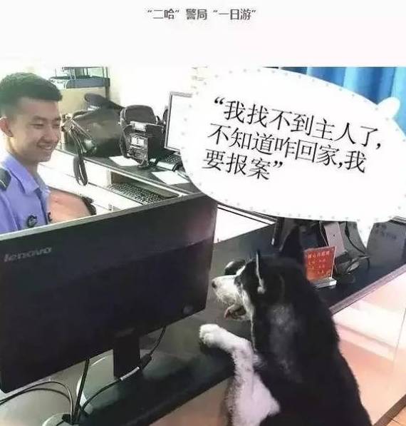 什麼狗常進警察局，答案——哈士奇！ 寵物 第17張