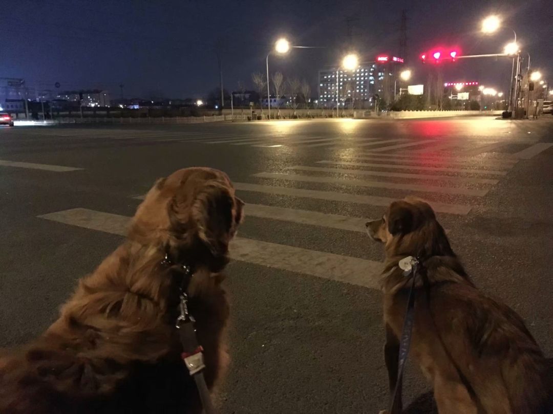 在中国,我只敢在半夜遛狗