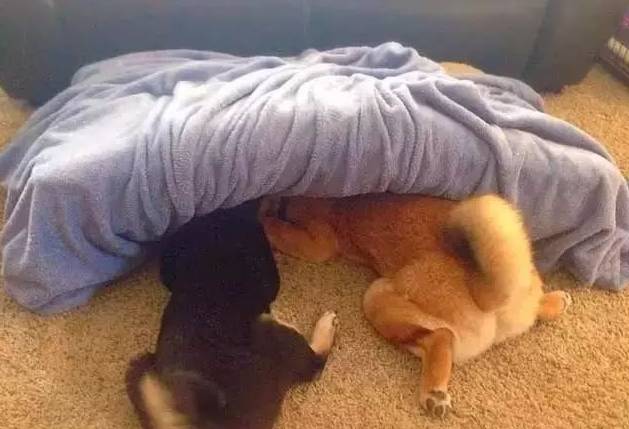 你覺得狗窩是用來睡覺的，可狗不這麼想...... 未分類 第15張