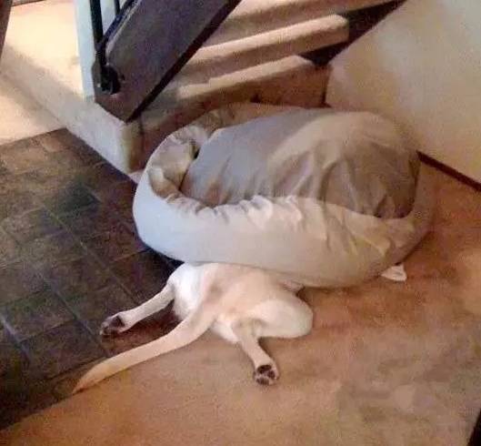 你覺得狗窩是用來睡覺的，可狗不這麼想...... 未分類 第5張