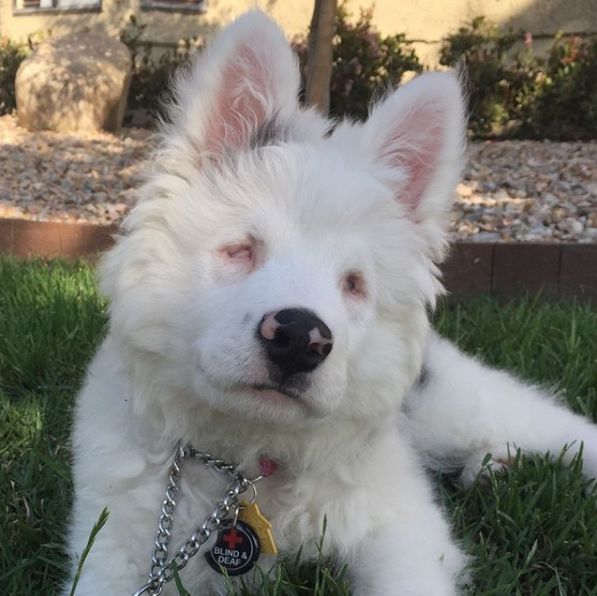 領養了一只又聾又瞎的狗狗，為了和它交流，她發明了一套手語 寵物 第4張