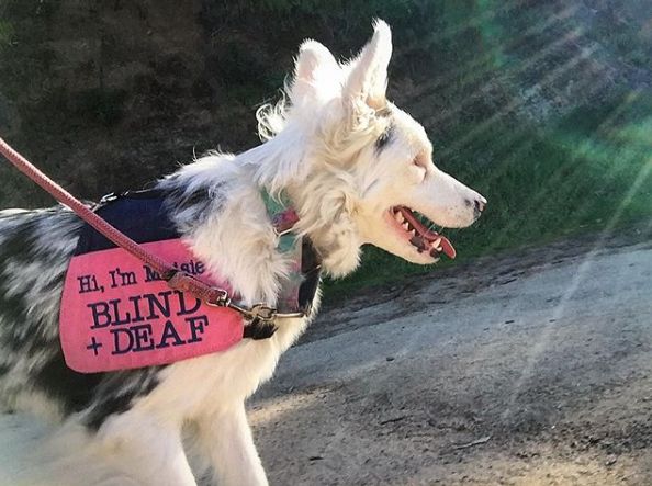 領養了一只又聾又瞎的狗狗，為了和它交流，她發明了一套手語 寵物 第2張