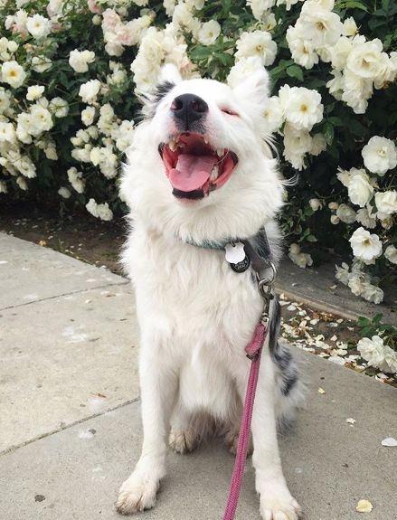 領養了一只又聾又瞎的狗狗，為了和它交流，她發明了一套手語 寵物 第17張