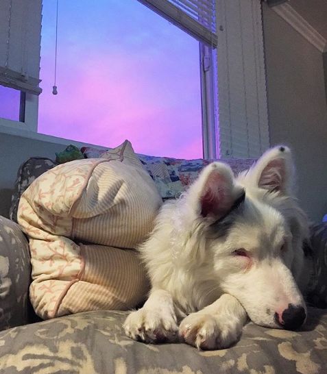 領養了一只又聾又瞎的狗狗，為了和它交流，她發明了一套手語 寵物 第6張