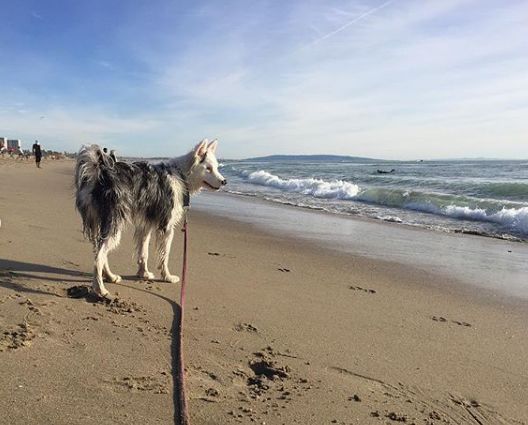領養了一只又聾又瞎的狗狗，為了和它交流，她發明了一套手語 寵物 第16張