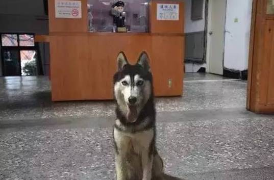 什麼狗常進警察局，答案——哈士奇！ 寵物 第3張