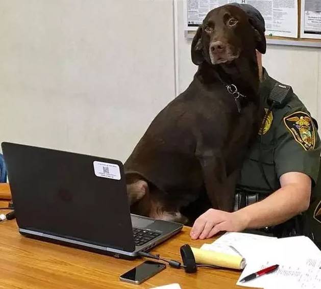 別看警犬表面威風，其實背地里... 萌寵 第9張