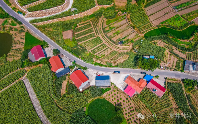 大头菜种植基地.png