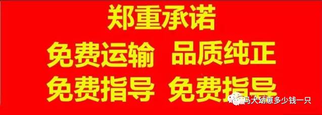 东德牧羊犬价格德牧幼犬价格多少钱一只