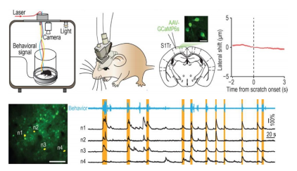 微型化雙光子顯微鏡 自由運(yùn)動 活體成像